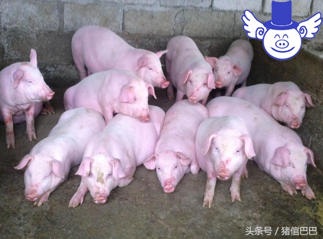 夏季猪中暑症状,夏季养猪怎么预防中暑