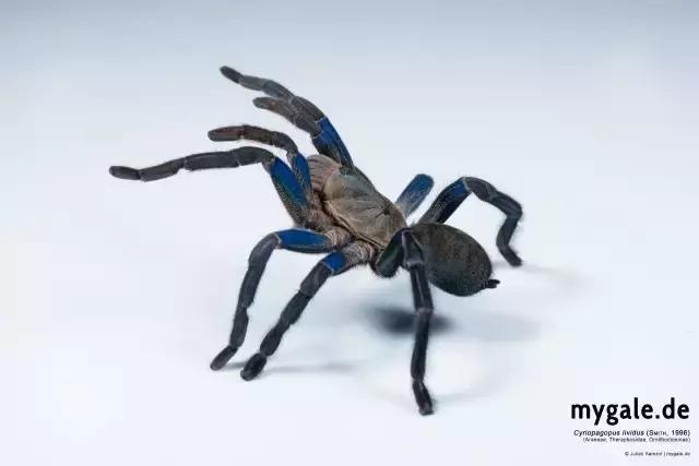 泰国金属蓝形态特点,泰国金属蓝蜘蛛