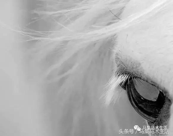 马眼睛里的世界,马的眼睛看到的世界是什么