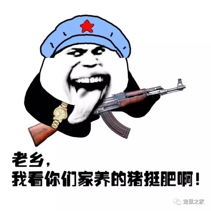 荷兰猪外出郊游,操心的事太多,其实只要做到这几点就可以了