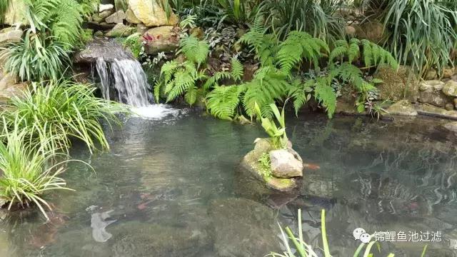 锦鲤水景三月天，赏心悦事别家院