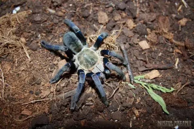 泰国金属蓝形态特点,泰国金属蓝蜘蛛