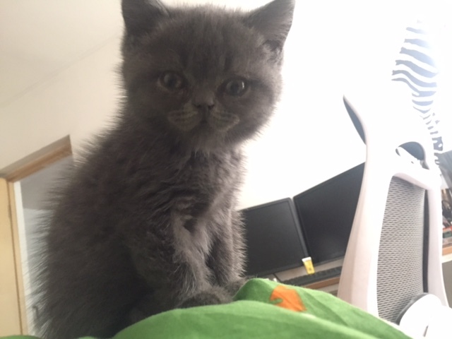 猫舍买的猫各种问题怎么办,猫舍里买的2个月幼猫靠谱吗