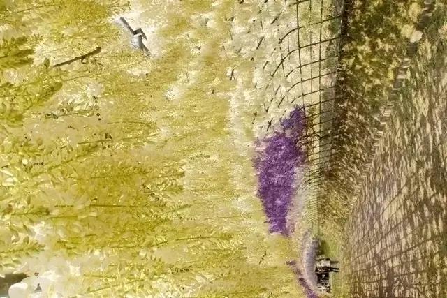 日本樱花之旅,日本紫藤之旅