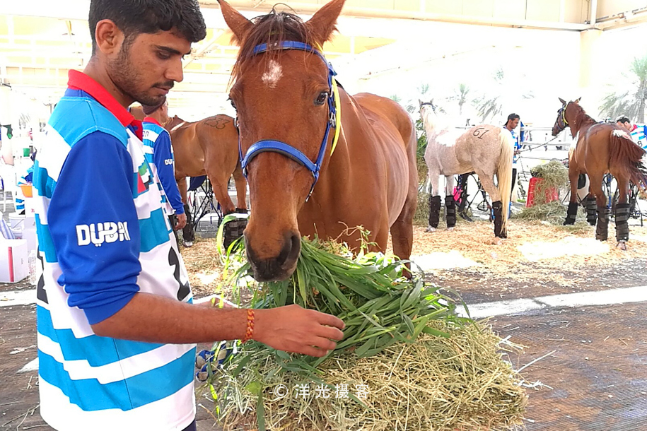为什么迪拜土豪最有钱,真正的迪拜土豪
