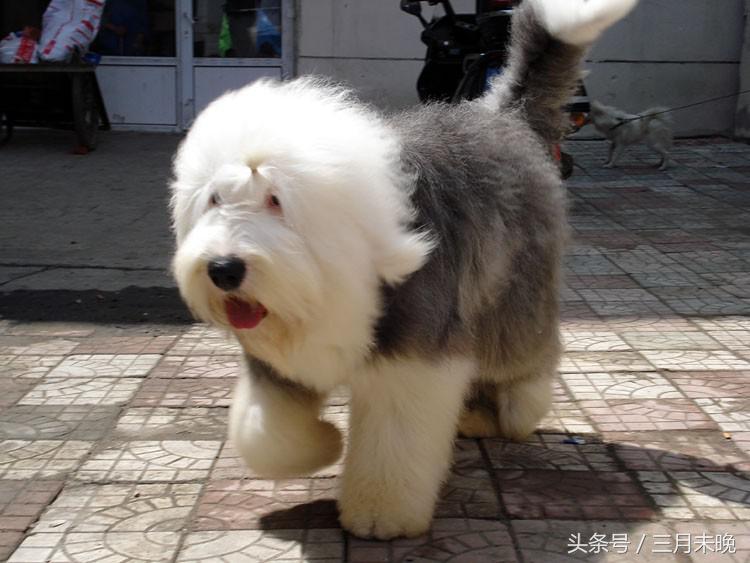 生活中二十种常见狗狗的价格，哪个最名不符实