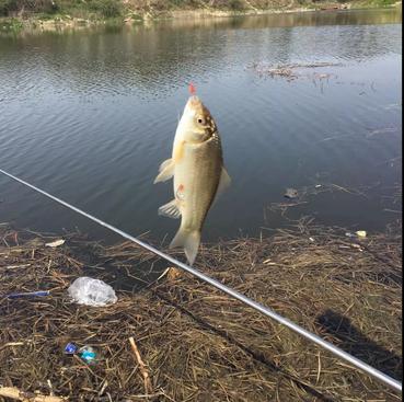 窝料打窝方法视频,黄刺鱼用什么窝料打窝最好
