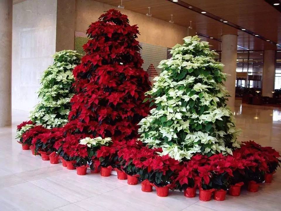 花苞突然变黑掉了什么原因,种花叶子黄了用什么办法让它变绿