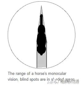 马眼睛里的世界,马的眼睛看到的世界是什么