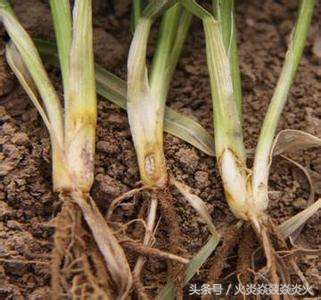 几招就能搞定小麦枯萎腐烂