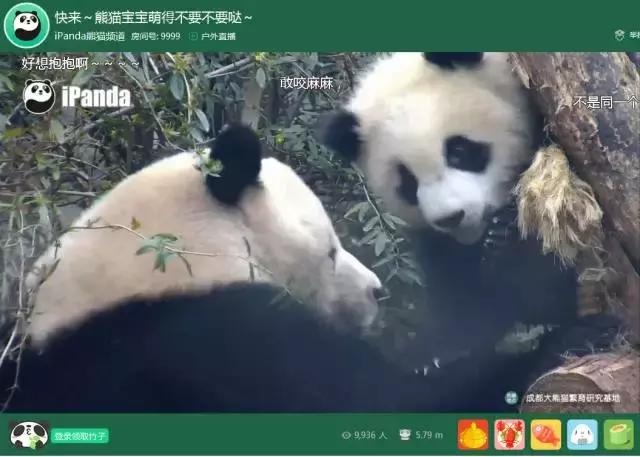 熊猫的萌态有多可爱,熊猫是软萌无害的吗