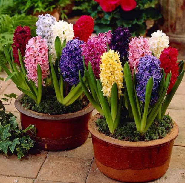 风信子夹箭是因为冷处理时间短吗,风信子败花以后怎么处理