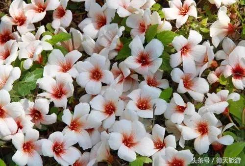 油桐花节完整视频,油桐花旅游节