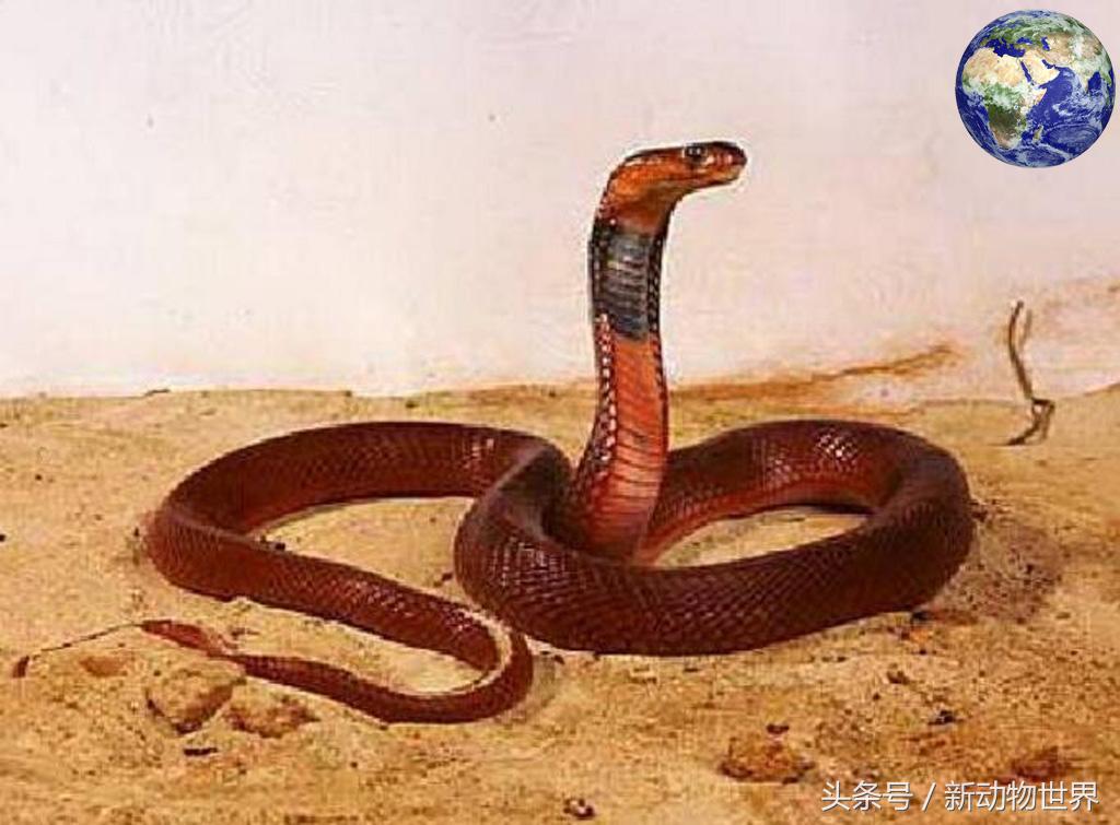 毒蛇和眼镜蛇毒液,毒蛇眼镜蛇的毒液