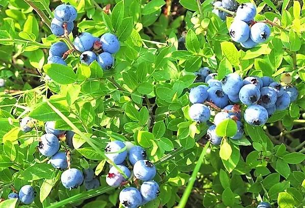 黑河至俄罗斯旅游买特产,黑河特产有哪些值得买的