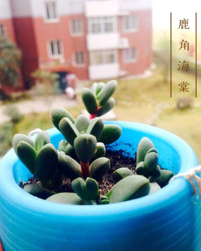 鹿角多肉的养殖方法和注意事项,鹿角多肉如何养殖视频