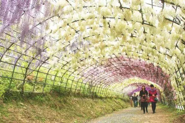 日本樱花之旅,日本紫藤之旅