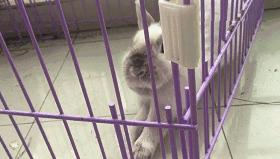 邂逅愚人节！别被兔兔蠢萌的外表所迷惑！