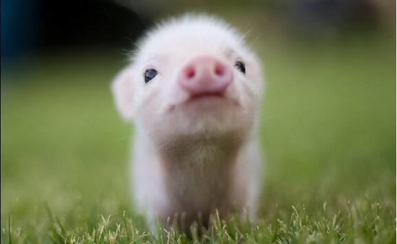 属猪的人起名字禁忌,2007年属猪取什么名字好