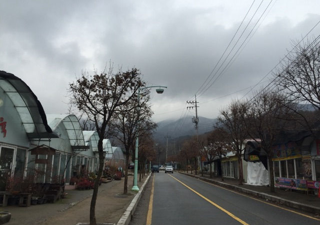 韩国多肉大棚和国内有什么区别,韩国多肉和国内多肉植物的区别