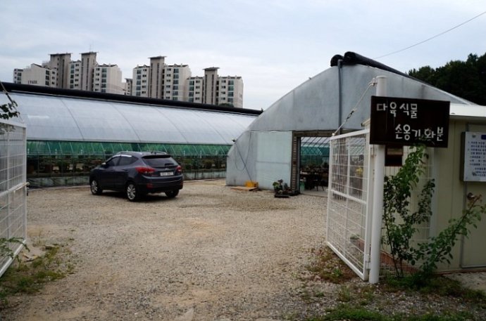 韩国多肉大棚和国内有什么区别,韩国多肉和国内多肉植物的区别