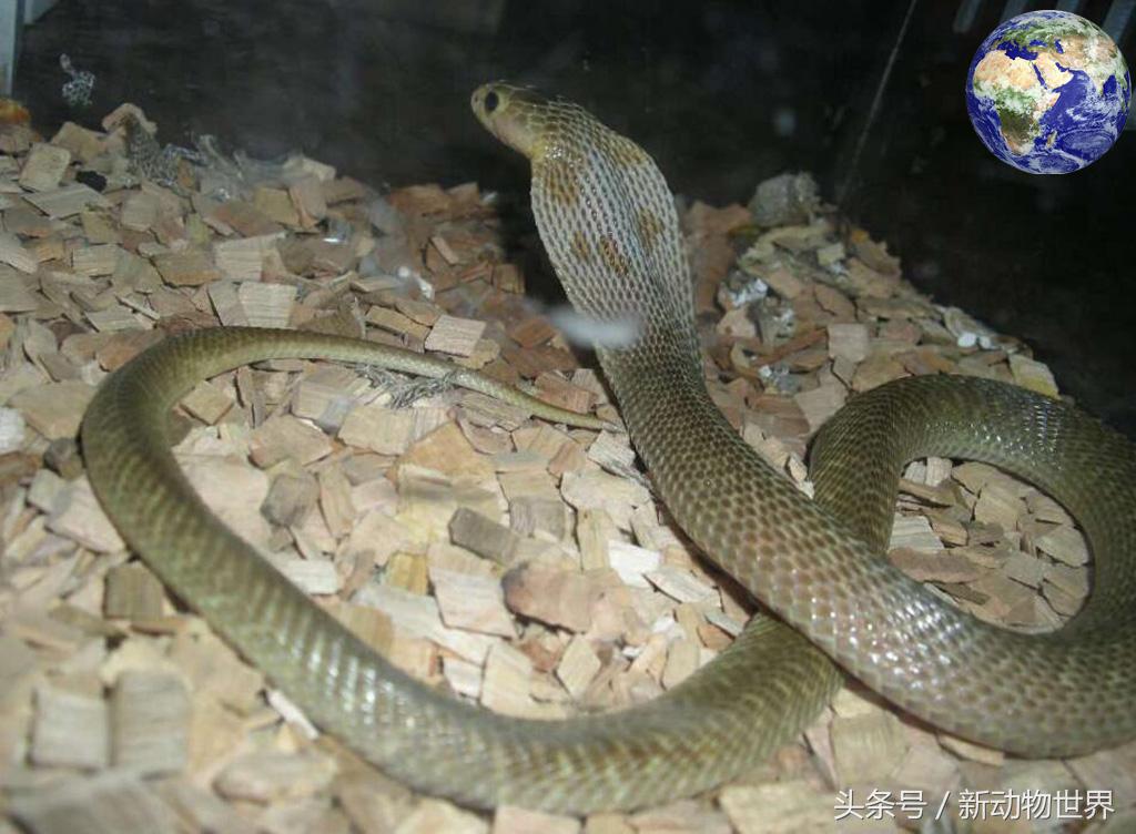 毒蛇和眼镜蛇毒液,毒蛇眼镜蛇的毒液