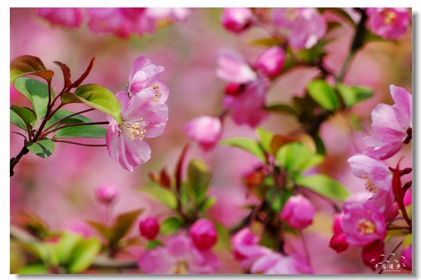 西安牡丹苑花还开着没,西安垂丝海棠哪里有卖