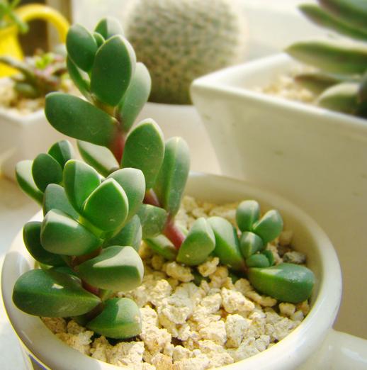 鹿角多肉的养殖方法和注意事项,鹿角多肉如何养殖视频