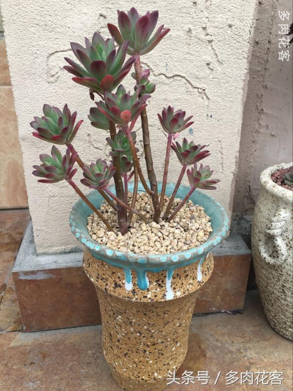 有一种肉肉叫做别人家的多肉第9期简月的肉肉