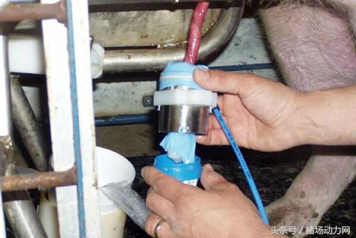 缩宫素可以加在精液里吗？怀孕母猪站不起来？这里有答案