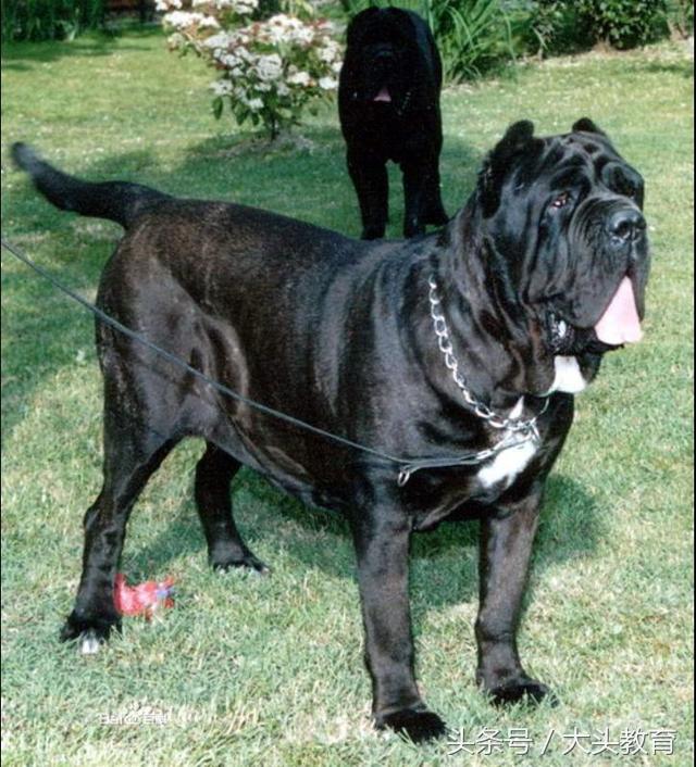 世界公认最佳十种护卫犬,世界公认最强的十大护卫犬