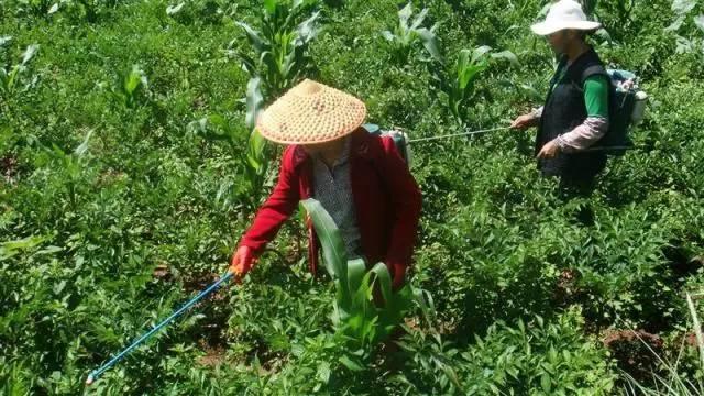 叶面肥的10大优点,史上最全叶面肥知识汇总强烈推荐