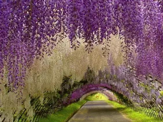 日本樱花之旅,日本紫藤之旅