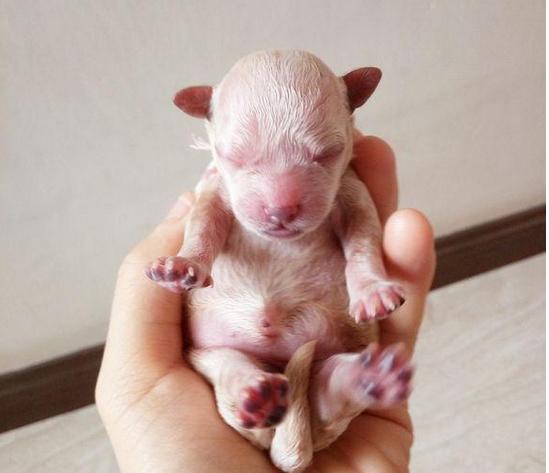 泰迪疫苗打法,成年泰迪打疫苗注意事项和禁忌