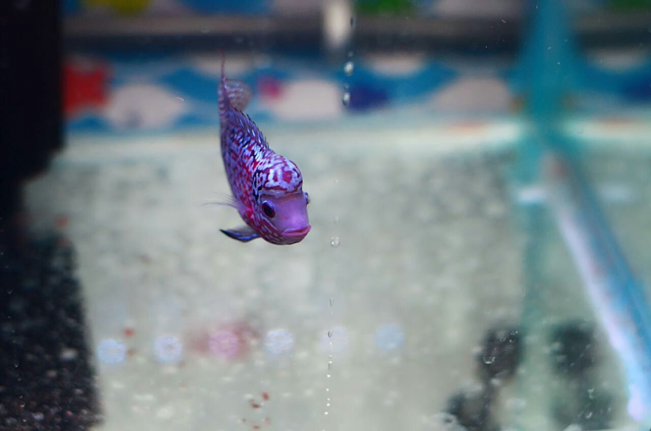 火凤凰罗汉鱼苗怎么饲养,网购的罗汉鱼苗如何饲养