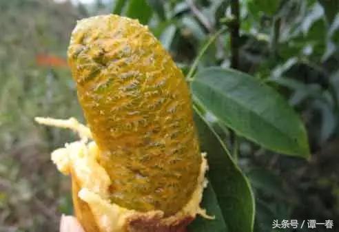 农村野生山珍美味,小时候吃过的农村野果