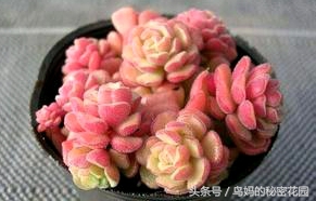 多肉植物怎么徒长了,徒长的多肉怎样处理