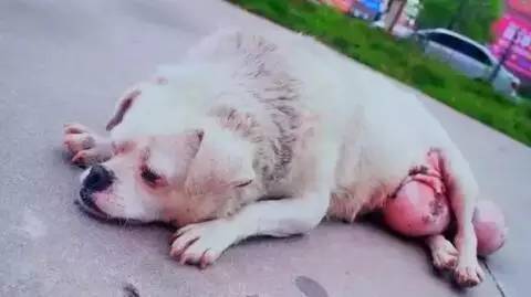 狗狗长了个鸡蛋大小的肉瘤,狗狗长了巨瘤后续