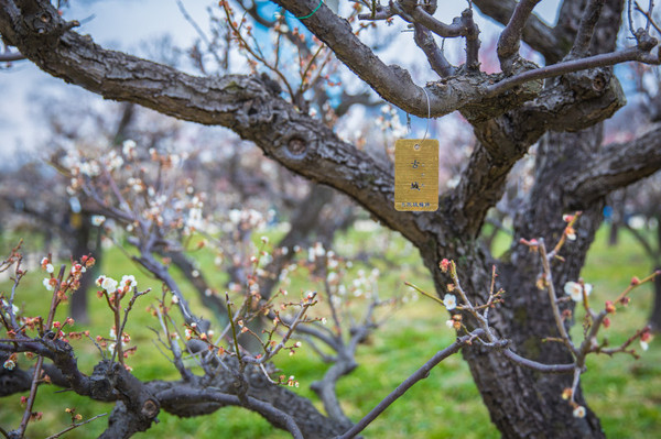 樱花烂漫几多时完整版,日本樱花节赏樱攻略视频大全