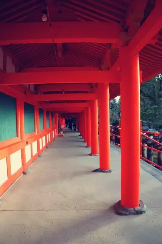 日本奈良看小鹿,日本奈良看小鹿视频