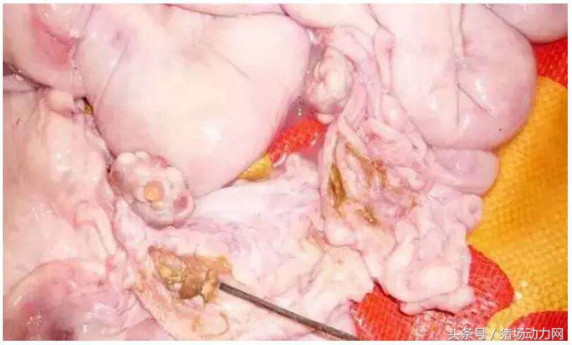 母猪产后要打几针消炎针,母猪产后需要打消炎针吗