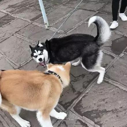 哈士奇vs秋田犬,哈士奇对战博美