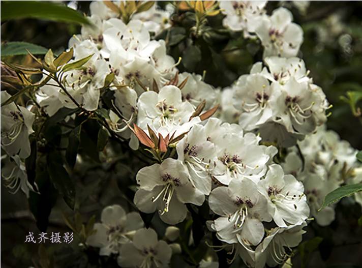 满山的杜鹃红艳艳纯音乐,满山杜鹃红艳艳