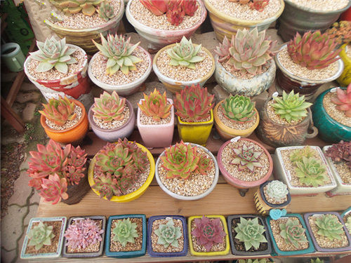 韩国多肉大棚和国内有什么区别,中韩多肉从哪里来