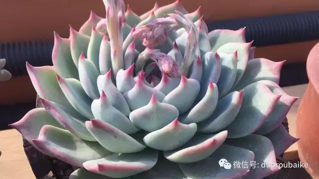 多肉为什么比较坑,多肉基础知识详解