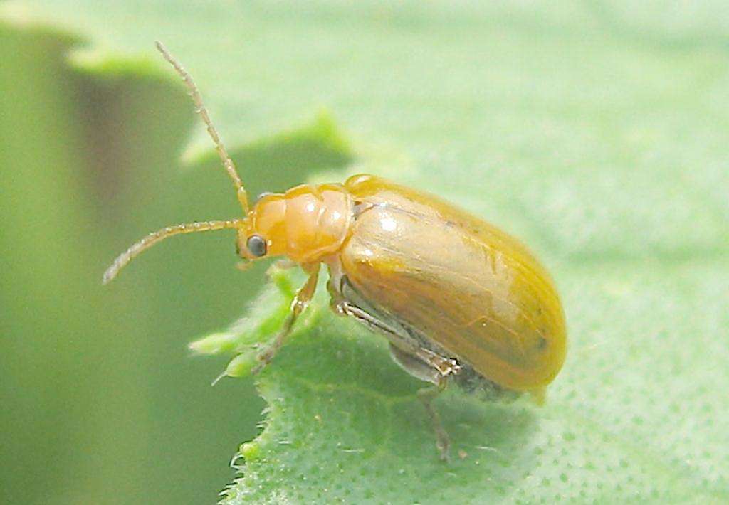 高中生物选修一实验总结,高中生物必考实验总结大全