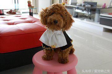 泰迪价格最低多少钱,泰迪最低价格是多少