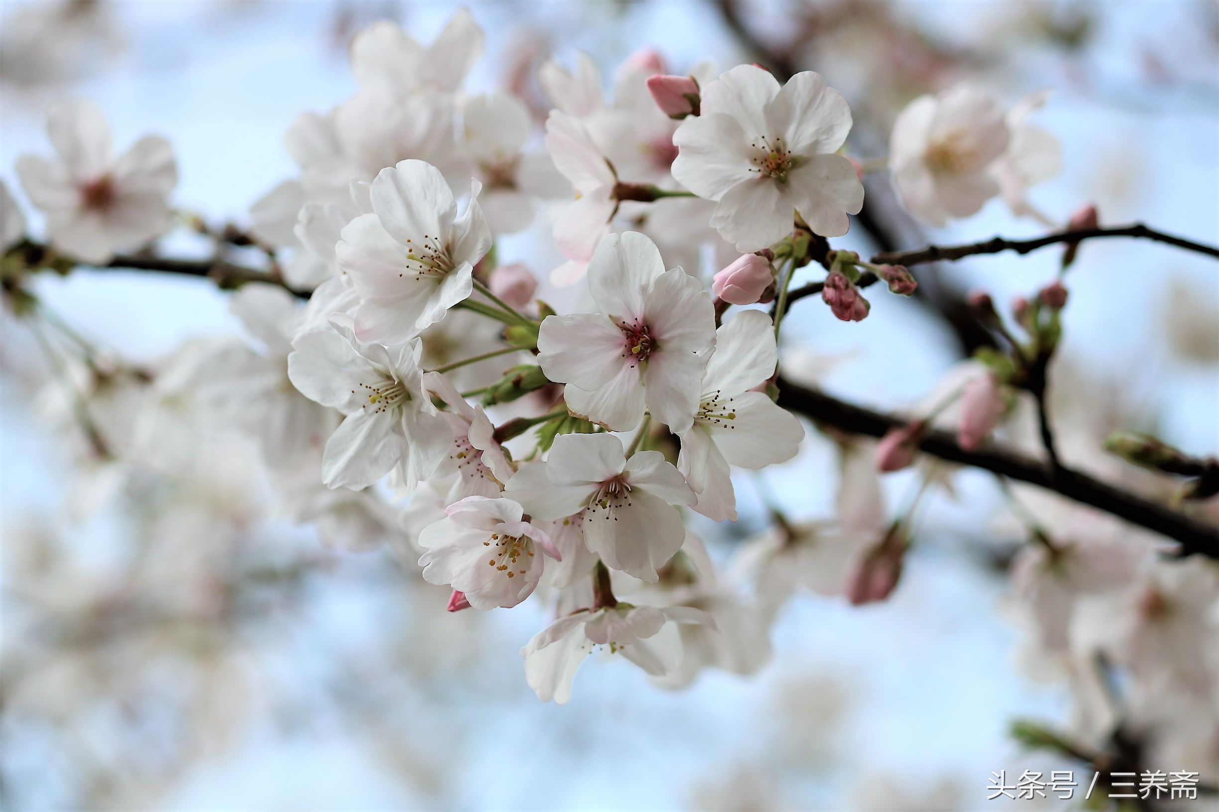 鏄嗗北涓鏍″洯椋庢櫙,鏄嗗北涓鏍″洯鏅壊