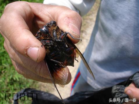 农村野生山珍美味,小时候吃过的农村野果