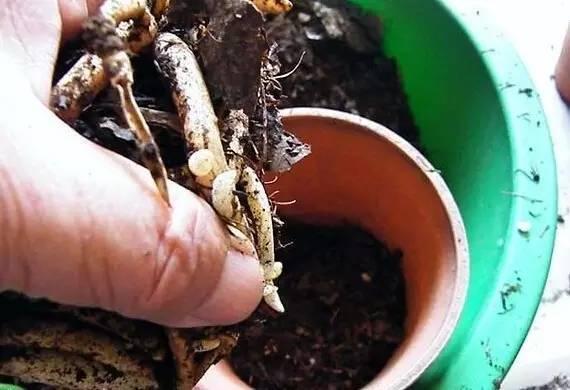 怎样让换盆君子兰快速服盆,给君子兰换盆要注意些什么